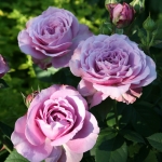 Lavender Ice / Лавендер Айс